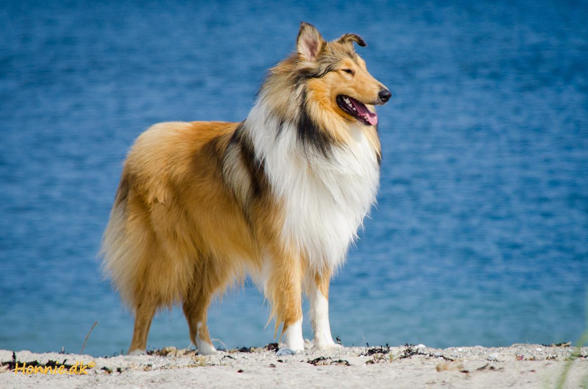 Collie langhåret Ebony Moor´s Charismatic Cato - 1 år gammel billede 14