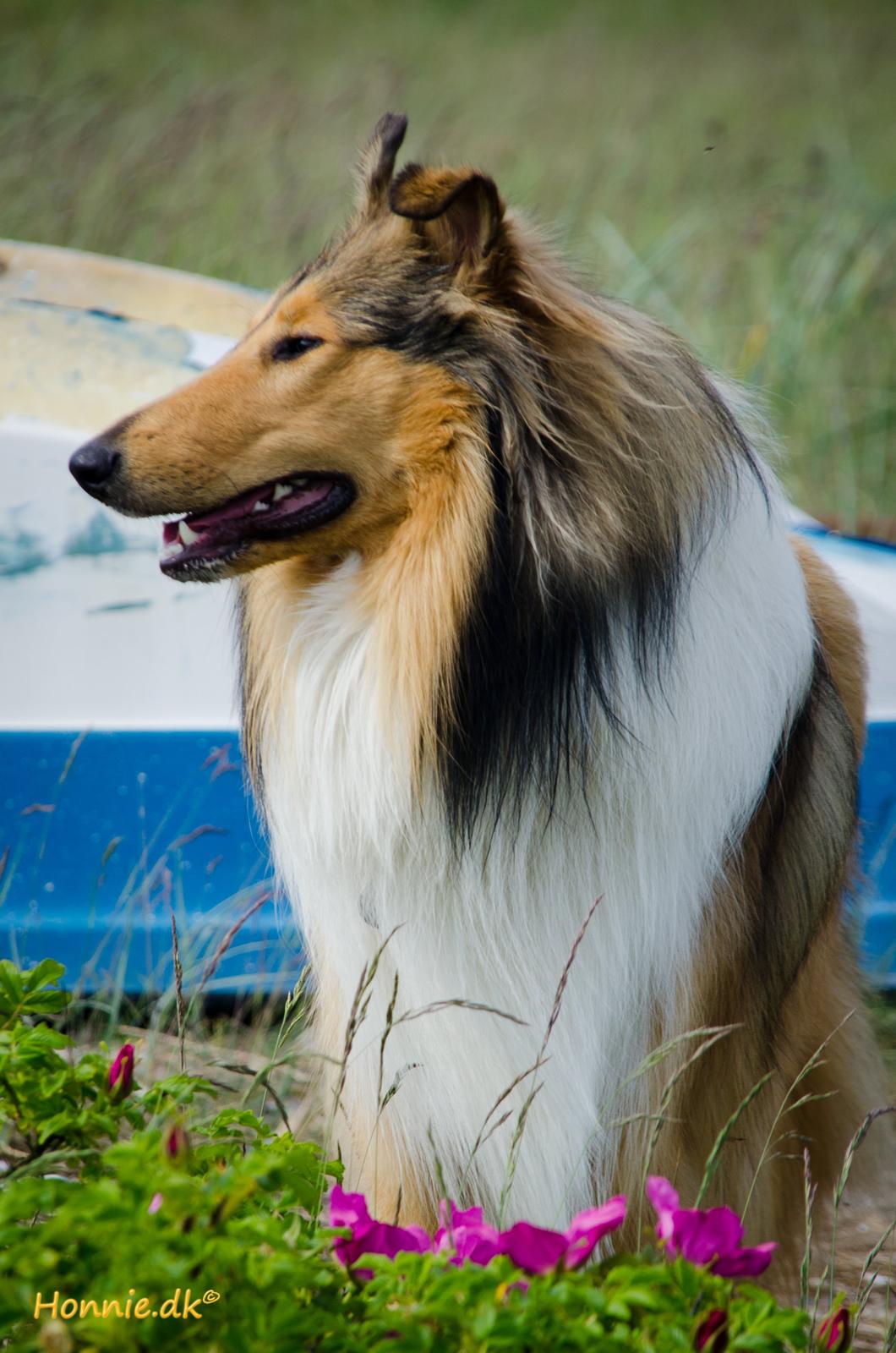 Collie langhåret Ebony Moor´s Charismatic Cato - 1 år gammel billede 13