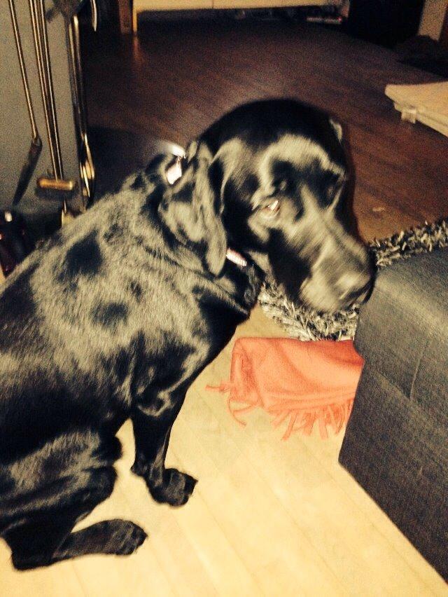 Labrador retriever Lexi billede 14