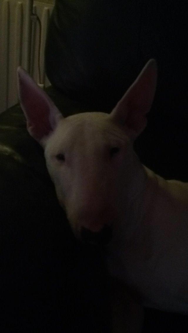 Bullterrier Ronja (Snow-princess) - Den lille diva billede 16