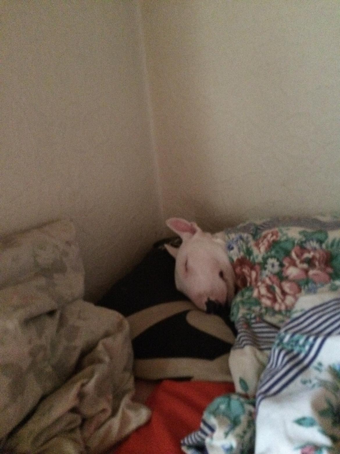 Bullterrier Ronja (Snow-princess) - Ronja sover billede 18