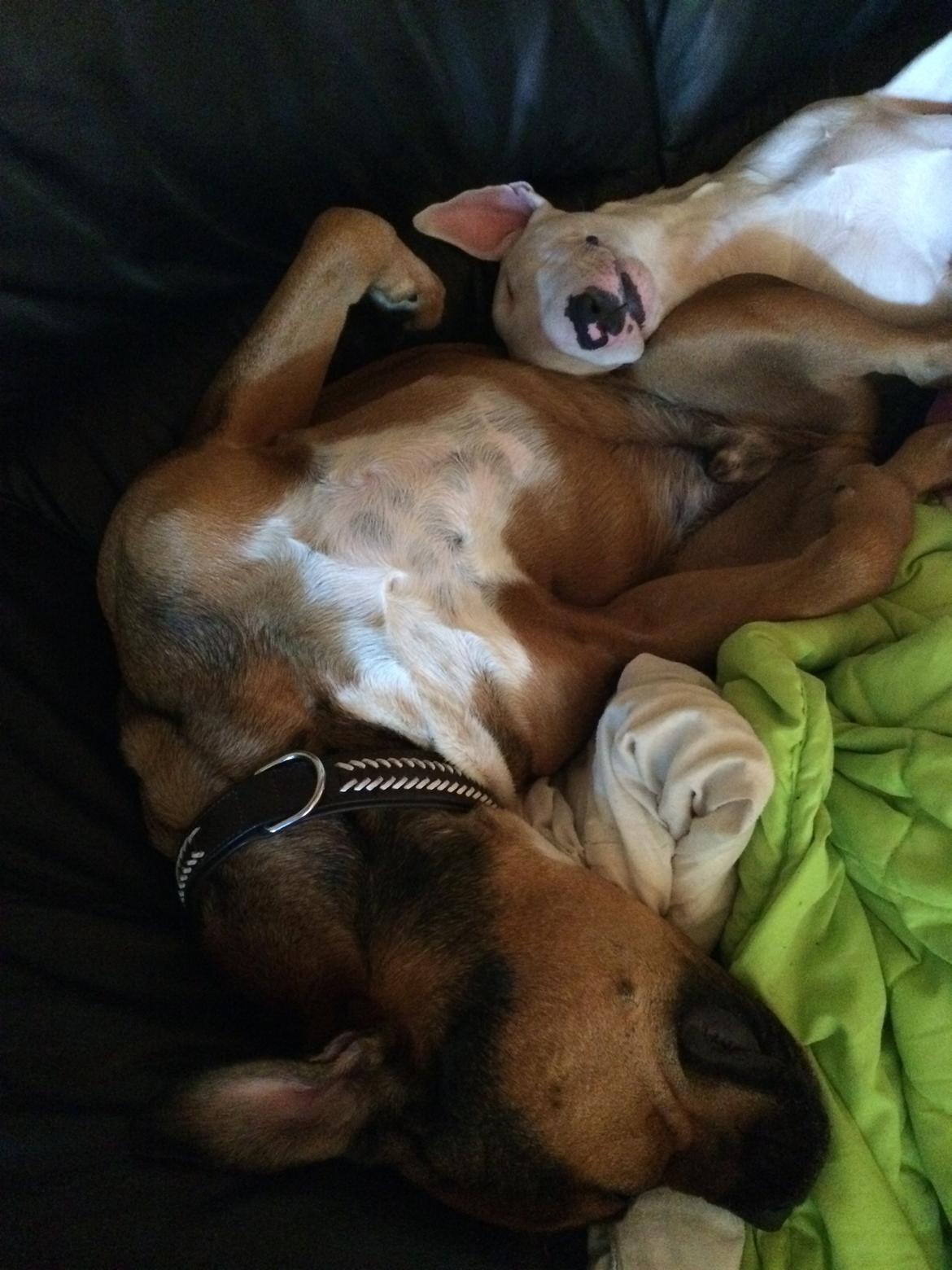 Bullterrier Ronja (Snow-princess) - Ronja sover op af bølle billede 19