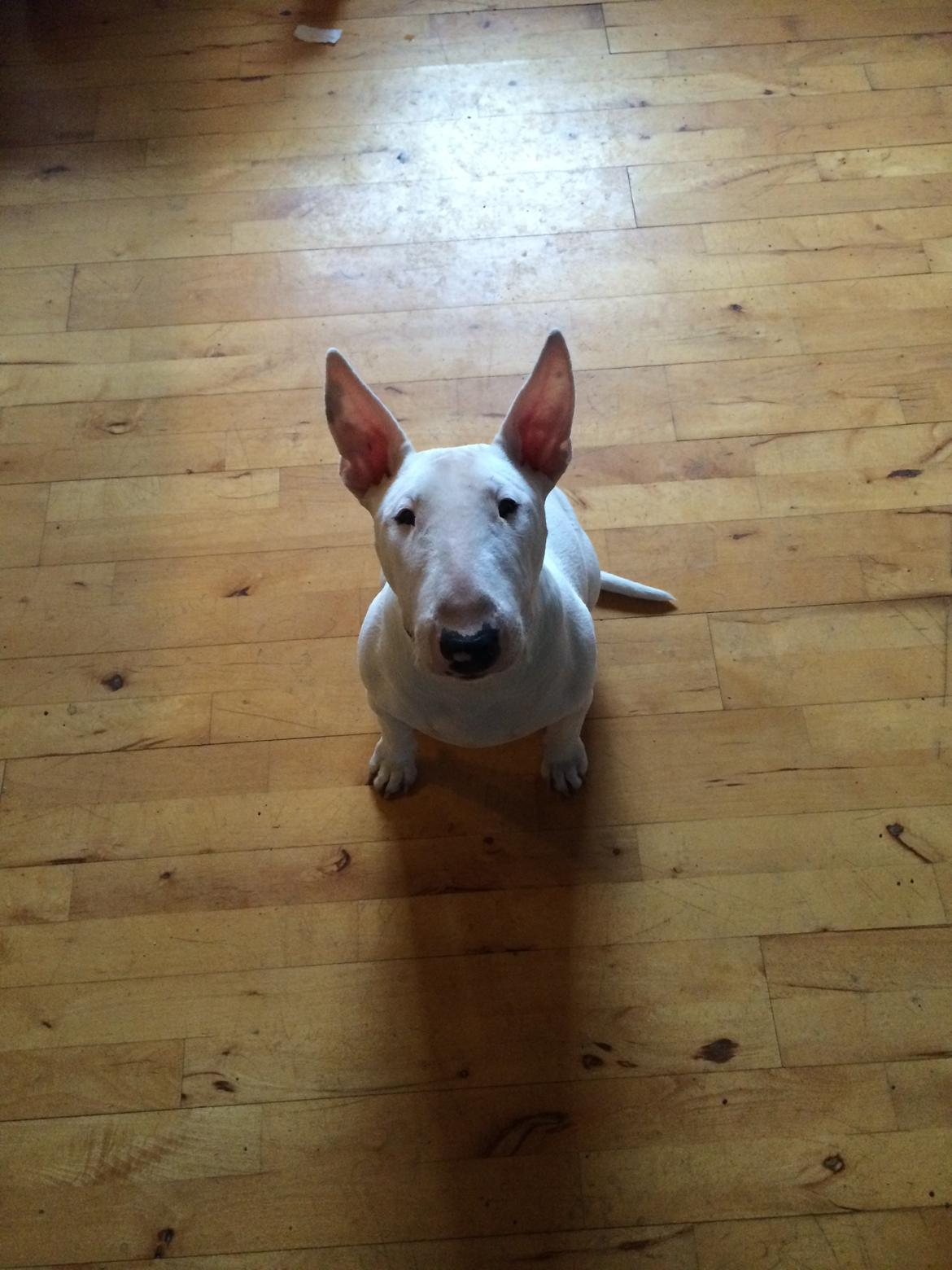 Bullterrier Ronja (Snow-princess) - Sidder jeg ikke pænt? billede 17