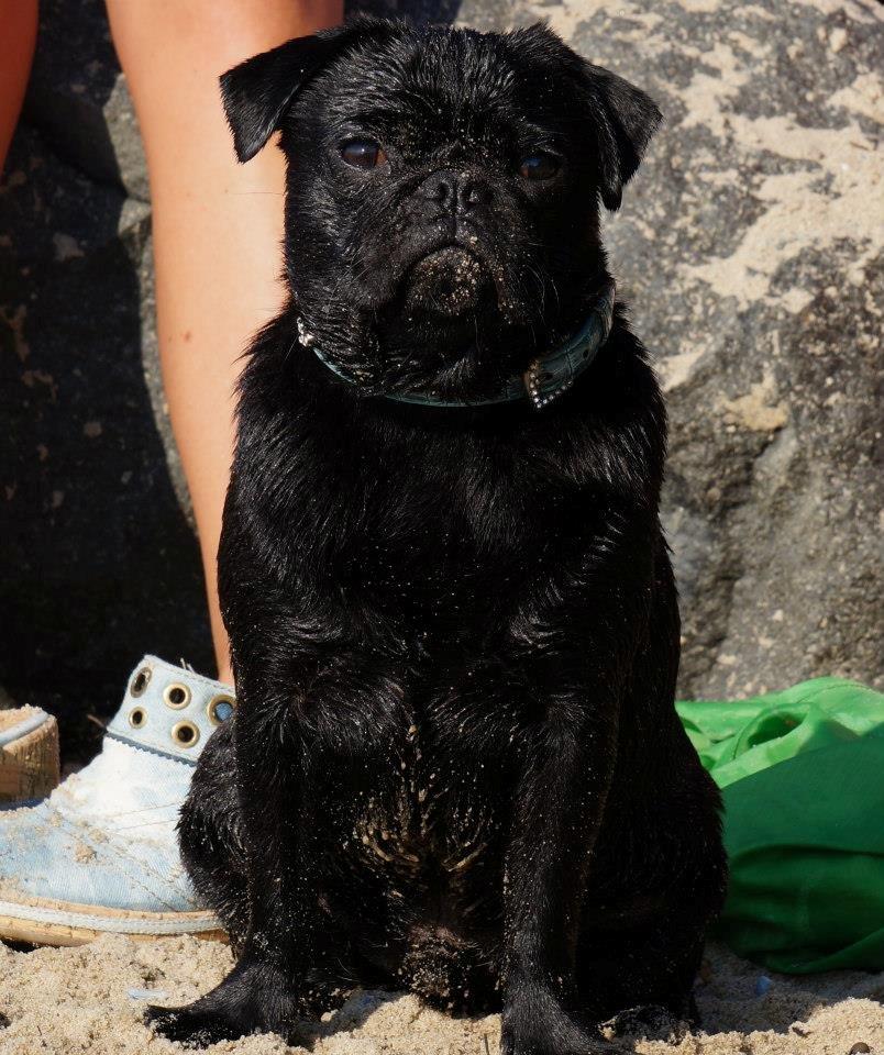 Mops Akim billede 10