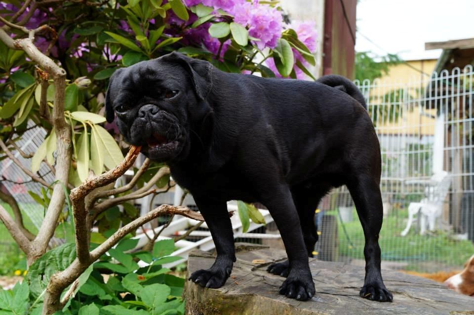 Mops Akim billede 11