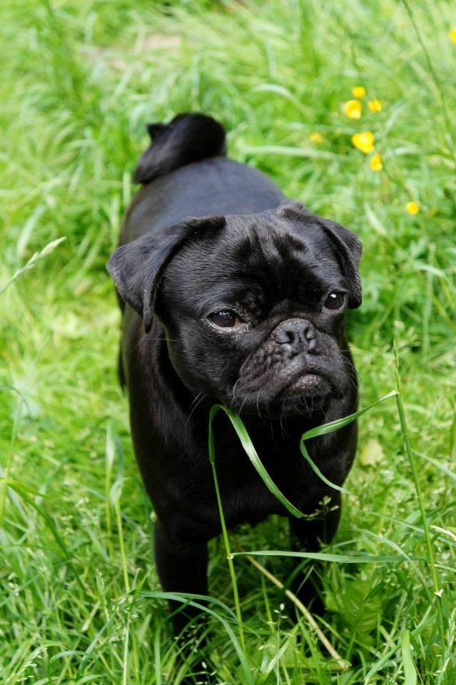 Mops Akim billede 12