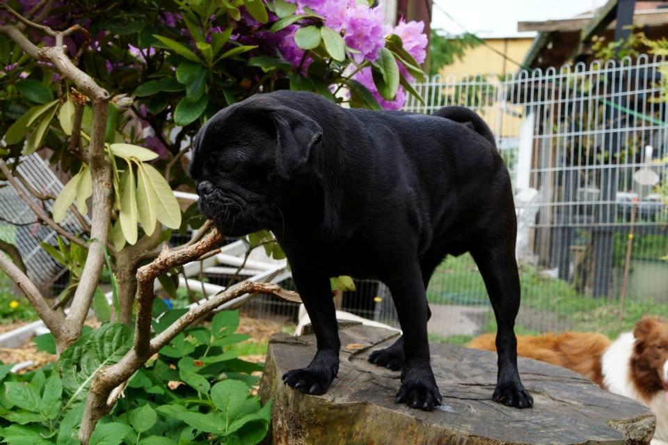 Mops Akim billede 13