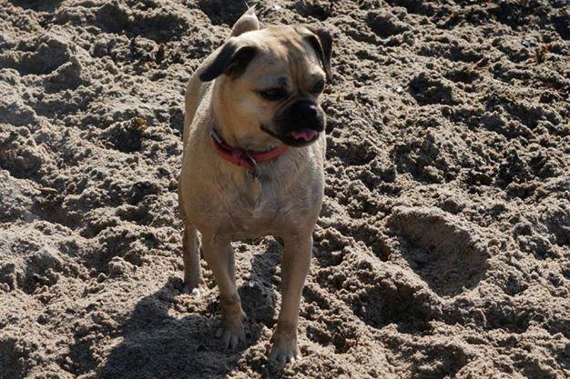 Blanding af racer DS Gårdhund / Mops Molly billede 2