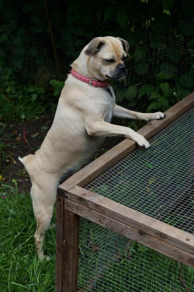 Blanding af racer DS Gårdhund / Mops Molly billede 4