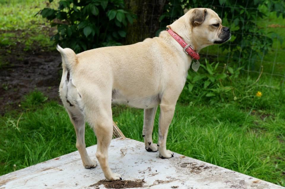 Blanding af racer DS Gårdhund / Mops Molly billede 5