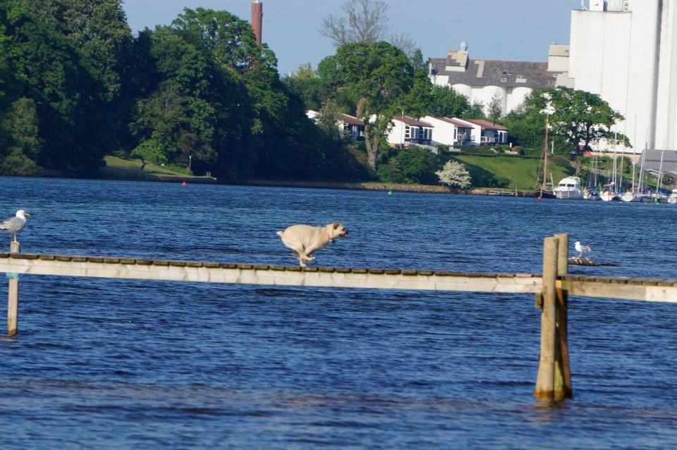 Blanding af racer DS Gårdhund / Mops Molly billede 6