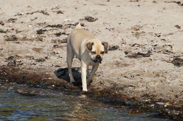 Blanding af racer DS Gårdhund / Mops Molly billede 7