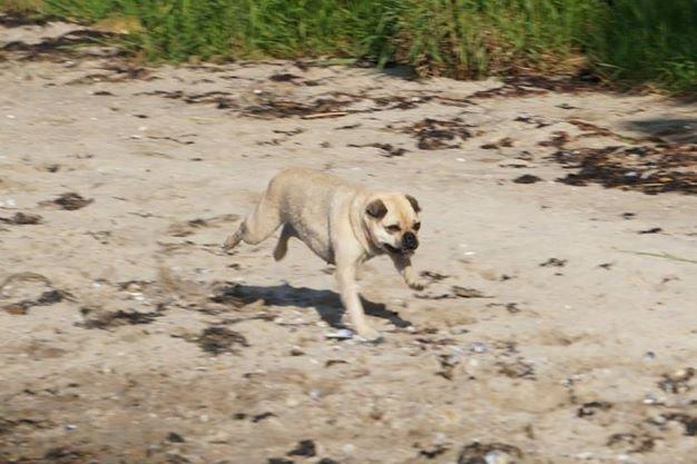 Blanding af racer DS Gårdhund / Mops Molly billede 8