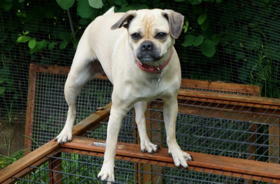 Blanding af racer DS Gårdhund / Mops Molly billede 1