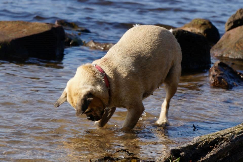 Blanding af racer DS Gårdhund / Mops Molly billede 3