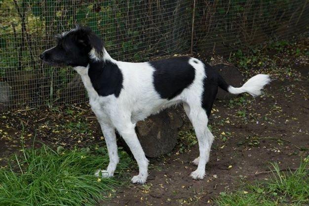 Blanding af racer Border Collie/Rizenschnauzer Trille billede 5