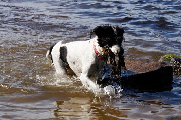 Blanding af racer Border Collie/Rizenschnauzer Trille billede 6