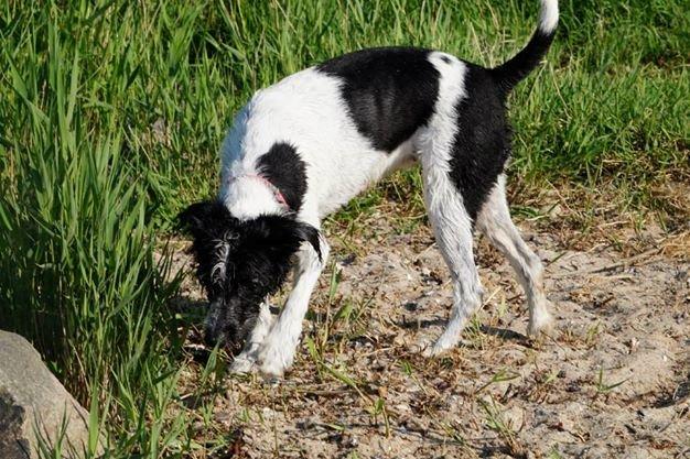 Blanding af racer Border Collie/Rizenschnauzer Trille billede 8