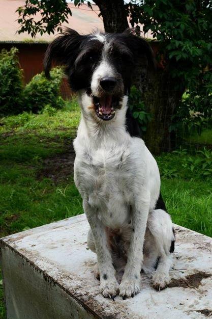 Blanding af racer Border Collie/Rizenschnauzer Trille billede 10