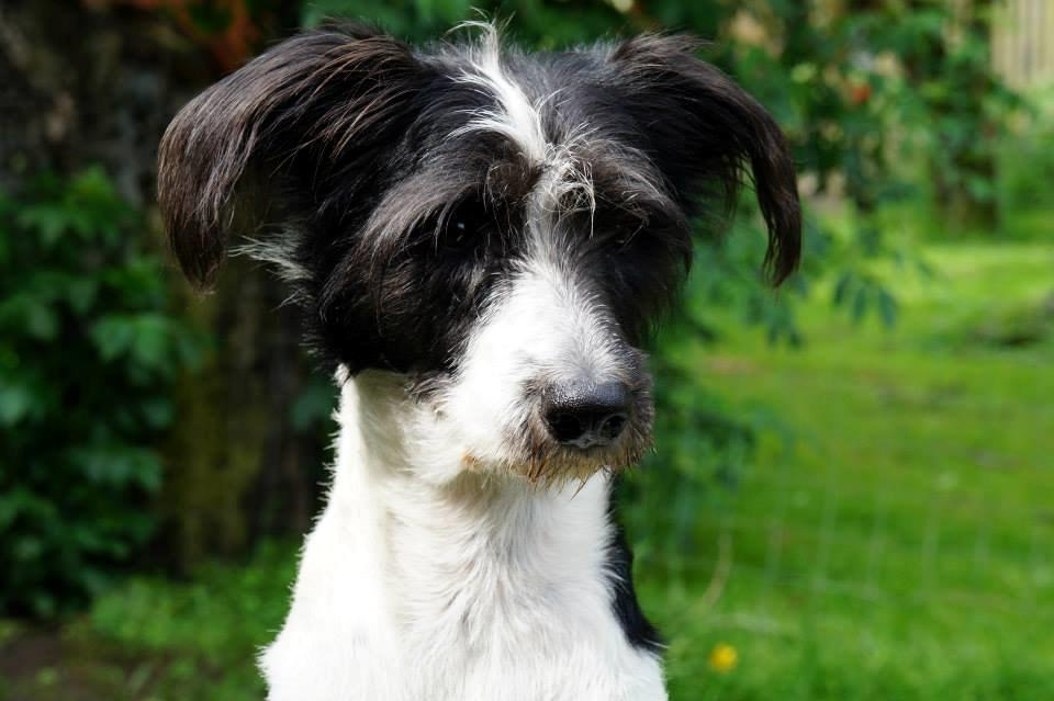 Blanding af racer Border Collie/Rizenschnauzer Trille billede 1