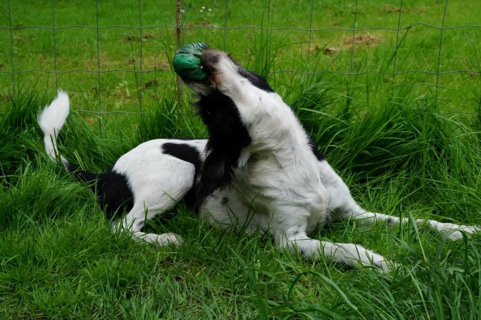 Blanding af racer Border Collie/Rizenschnauzer Trille billede 11