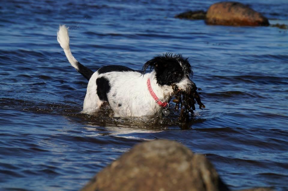 Blanding af racer Border Collie/Rizenschnauzer Trille billede 12