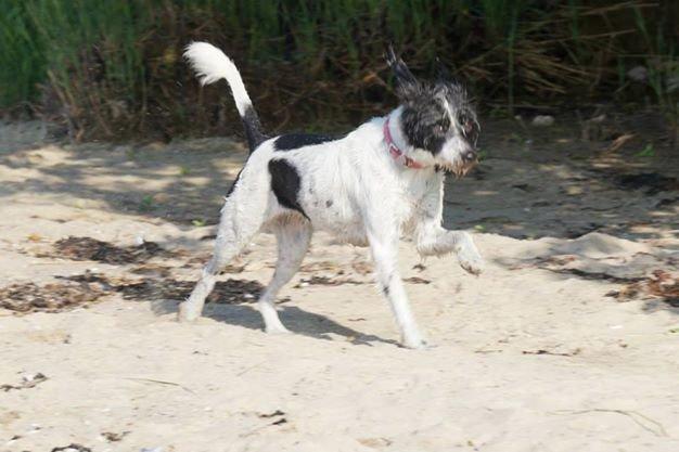 Blanding af racer Border Collie/Rizenschnauzer Trille billede 7