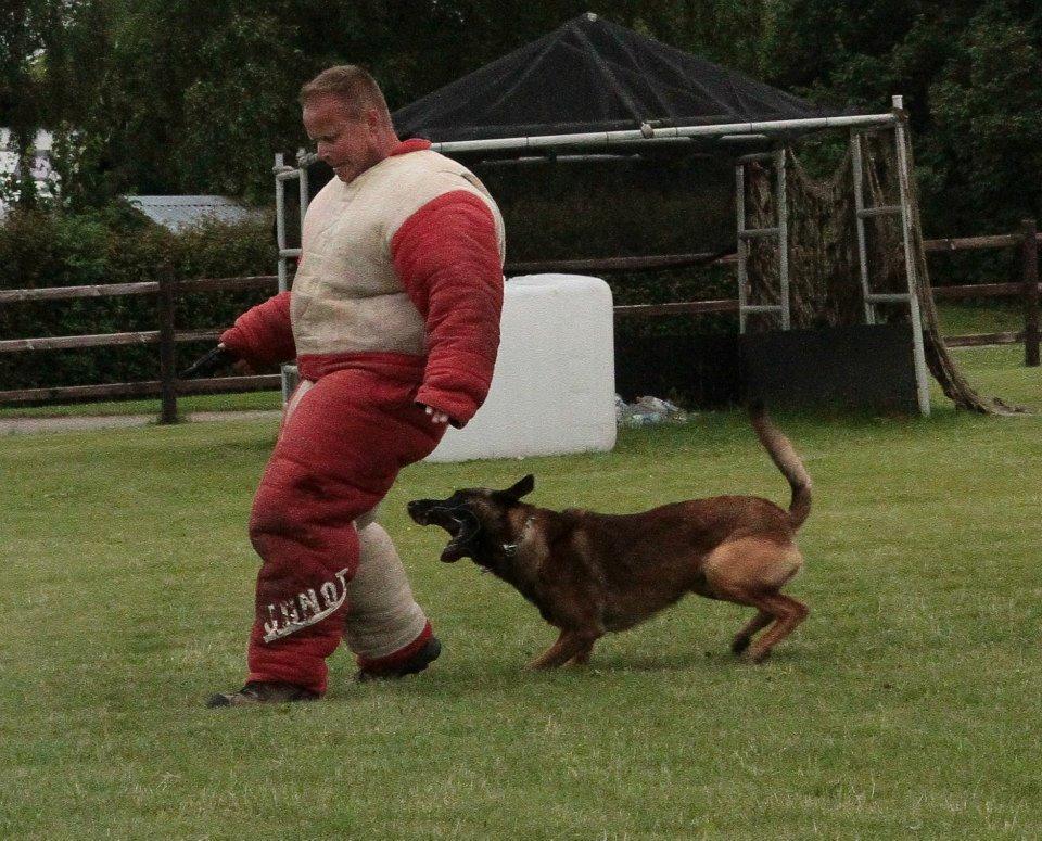 Malinois D-j ( Zerberuzdk.dk ) billede 21