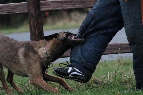 Malinois D-j ( Zerberuzdk.dk ) billede 20