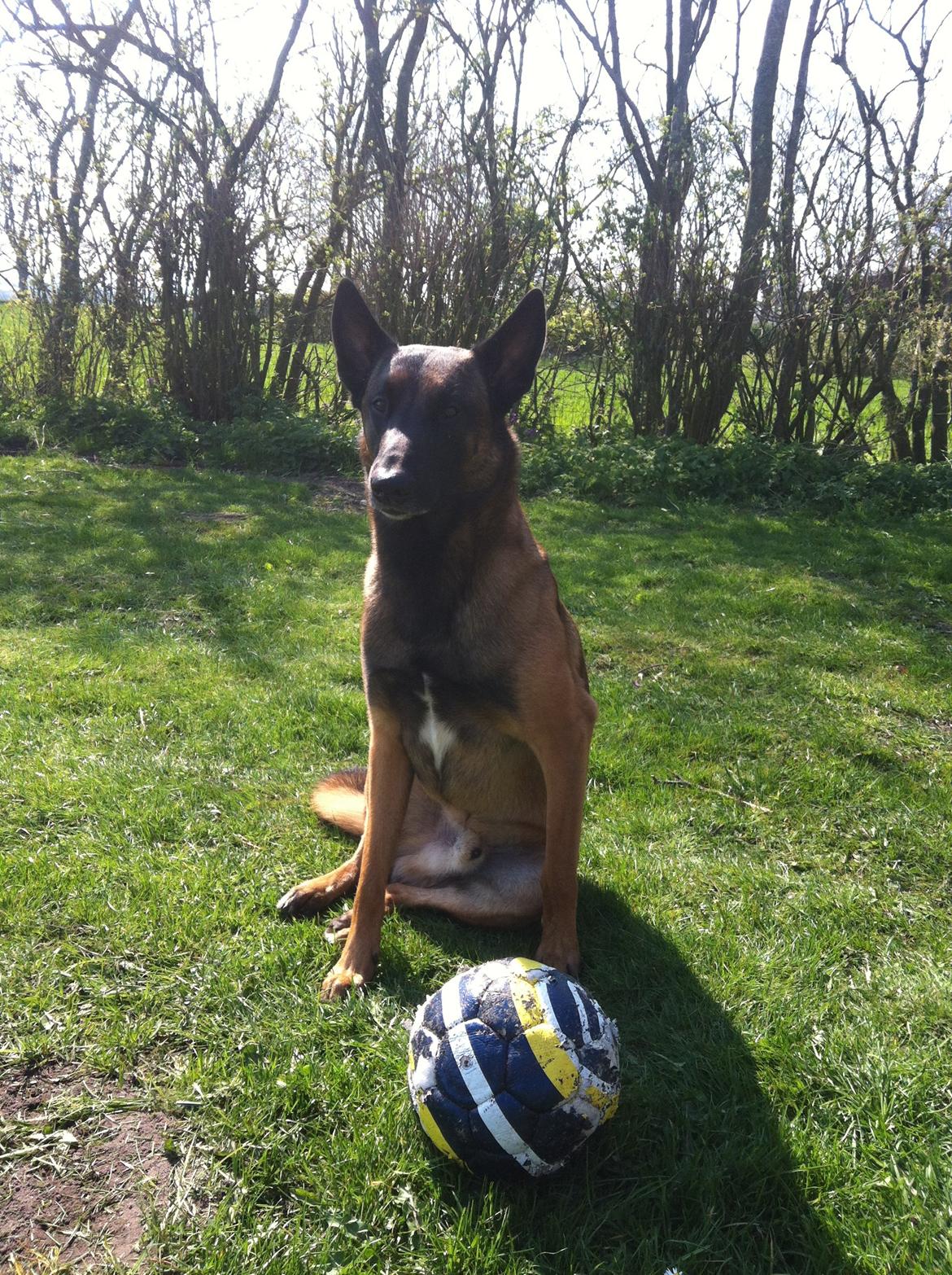 Malinois D-j ( Zerberuzdk.dk ) billede 22