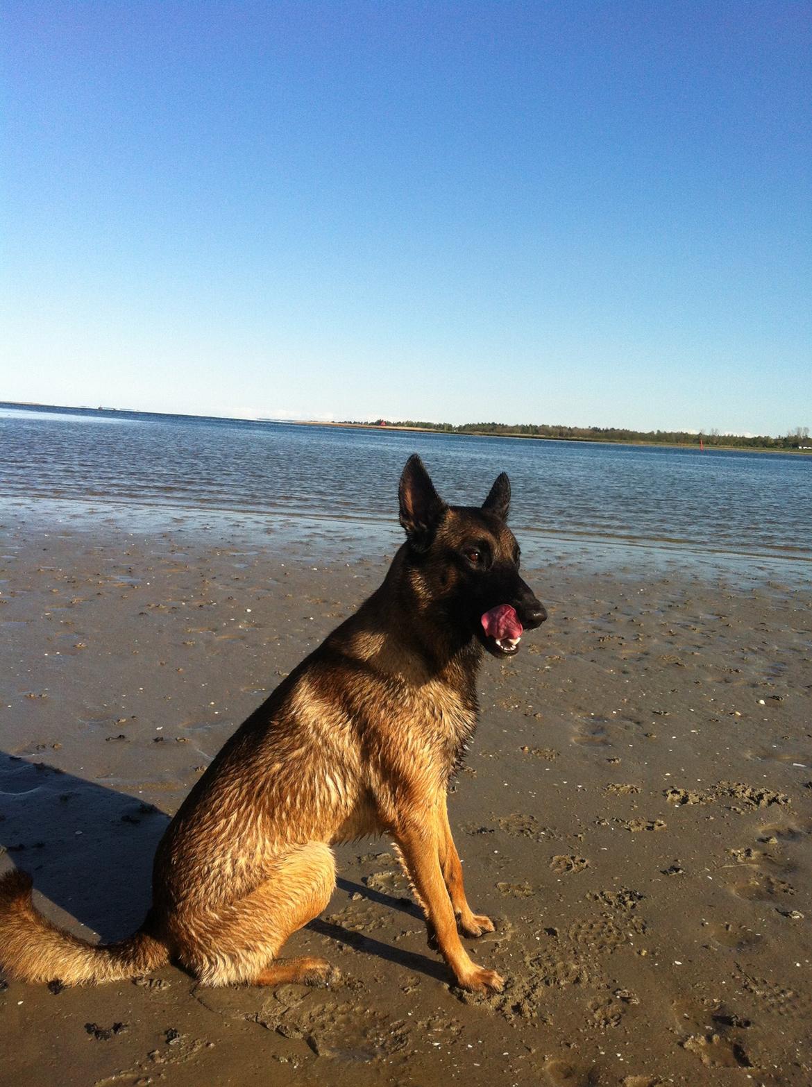 Malinois D-j ( Zerberuzdk.dk ) billede 23