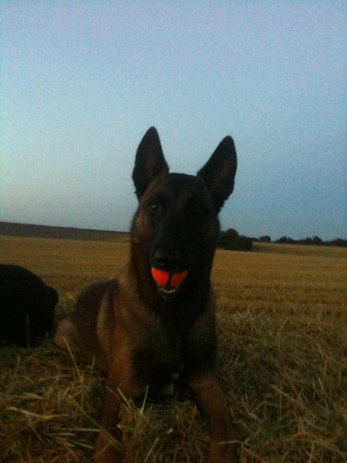 Malinois D-j ( Zerberuzdk.dk ) billede 24