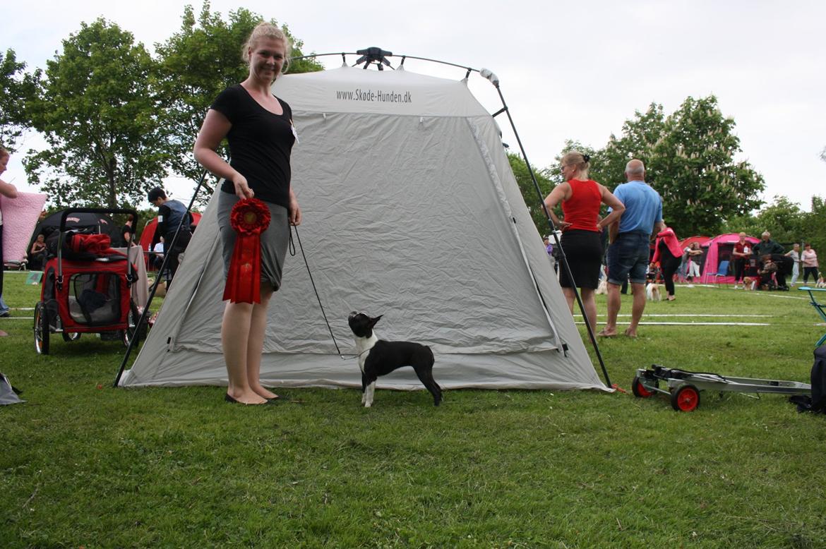 Boston terrier Beautiful Aya vom Greifenring - Skue Vadum BIR hvalp og BIS hvalp billede 33