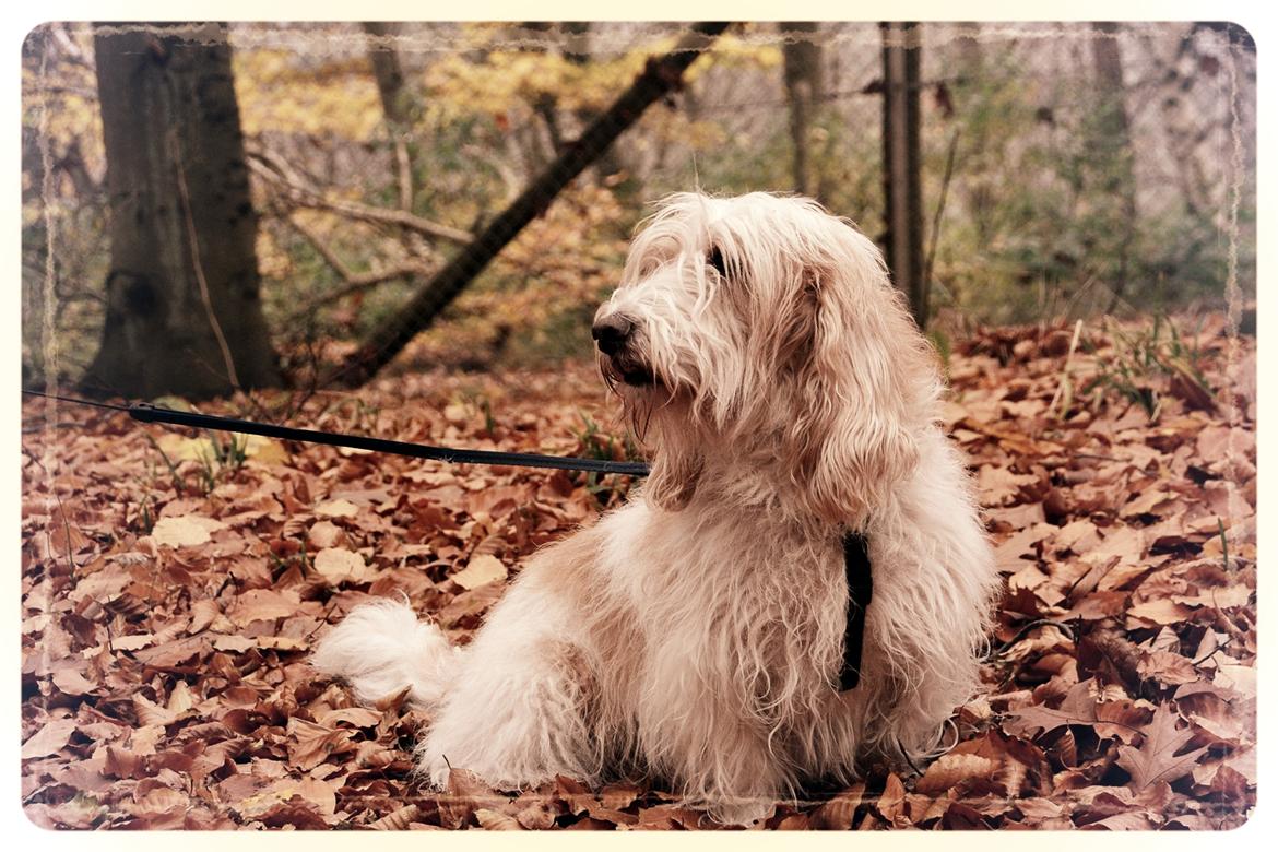 Petit basset griffon wendéen Felix - November 2011 billede 3