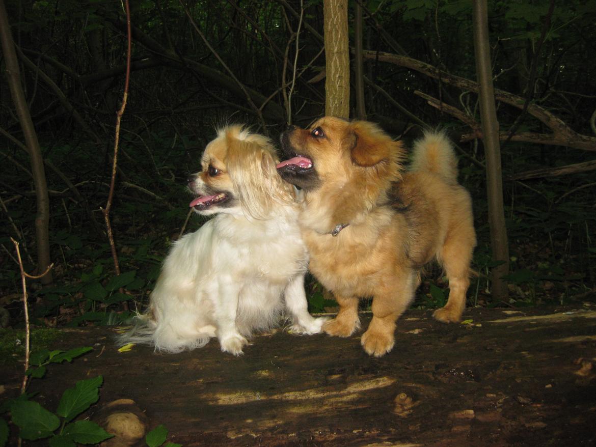 Tibetansk spaniel Lobsa billede 23