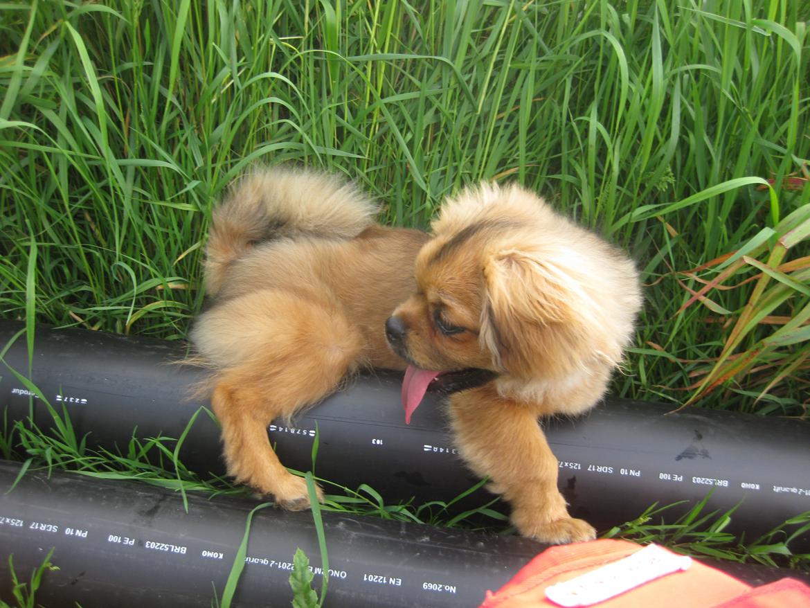 Tibetansk spaniel Lobsa billede 25