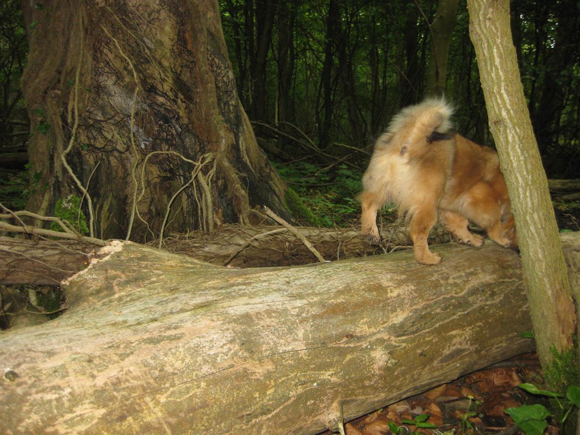 Tibetansk spaniel Lobsa billede 27