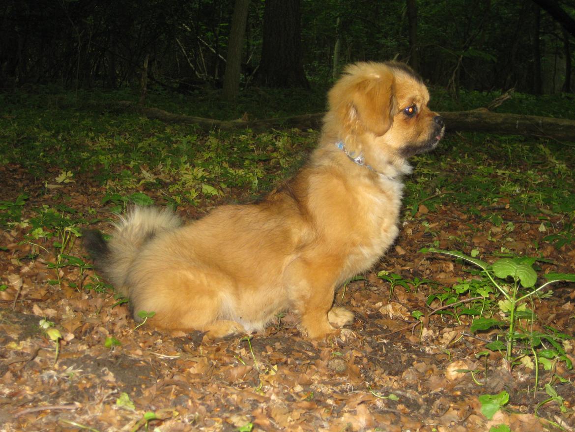 Tibetansk spaniel Lobsa billede 29