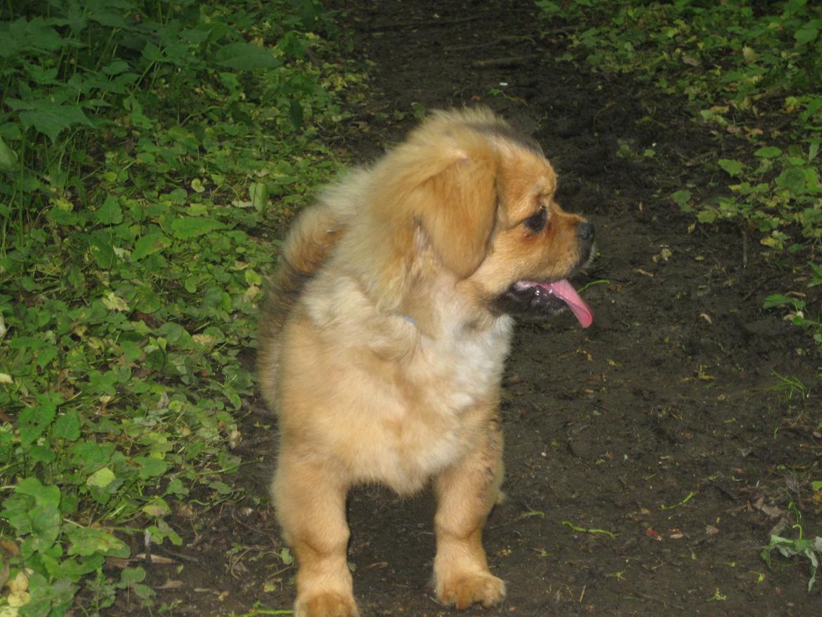 Tibetansk spaniel Lobsa billede 30