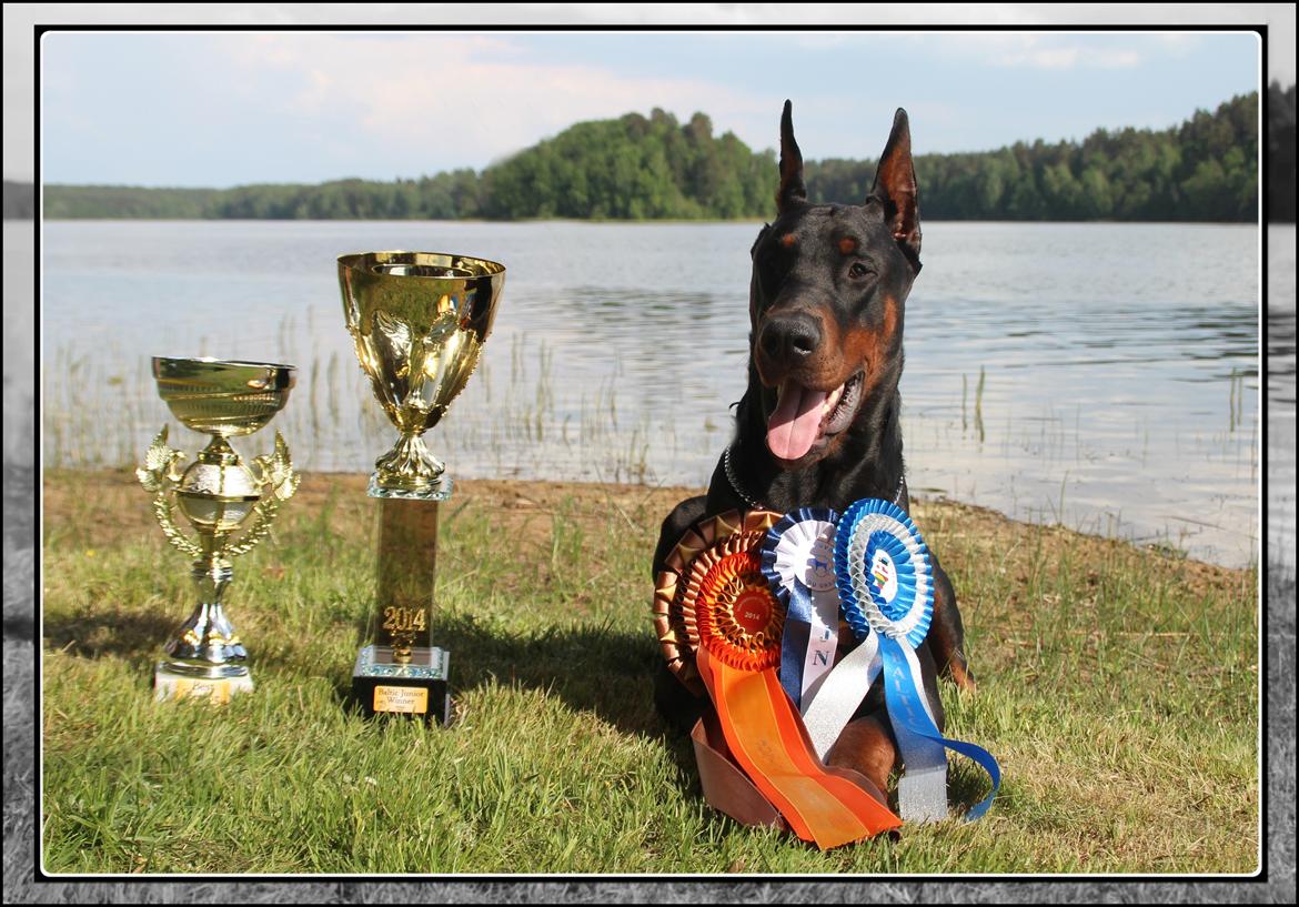 Dobermann LTJCH PLJW14 BALJW14 ROCH Tahi-Reme Jedi billede 19