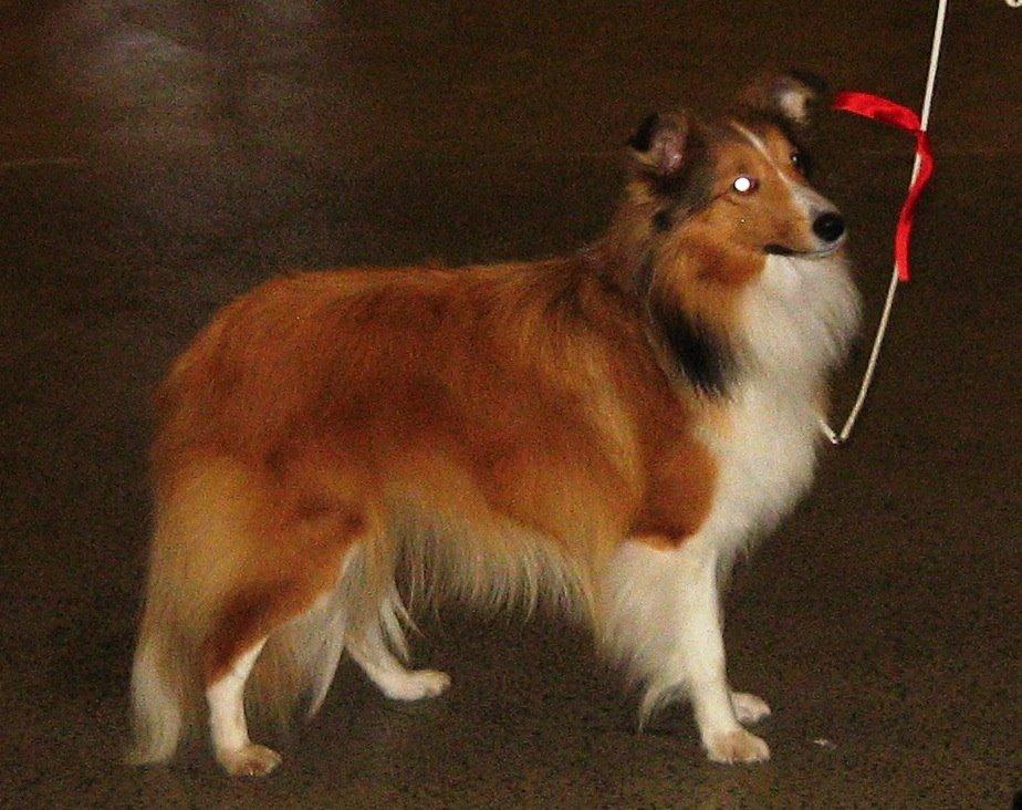 Shetland sheepdog Cindy - Udstilling Herning nov 2012 billede 2