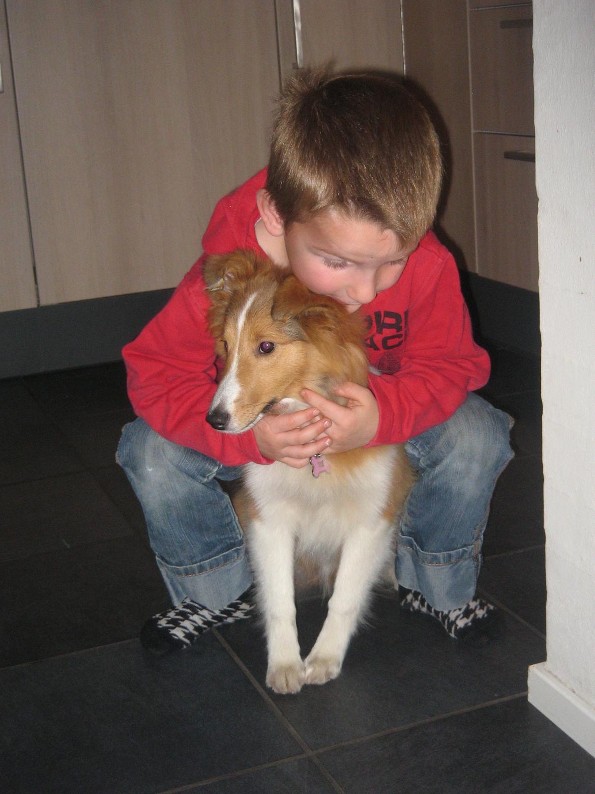 Shetland sheepdog Cindy - Victor elsker Cindy billede 3