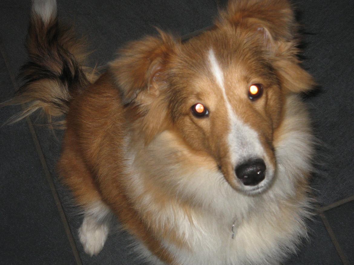Shetland sheepdog Cindy - Jeg er da sød mor billede 4
