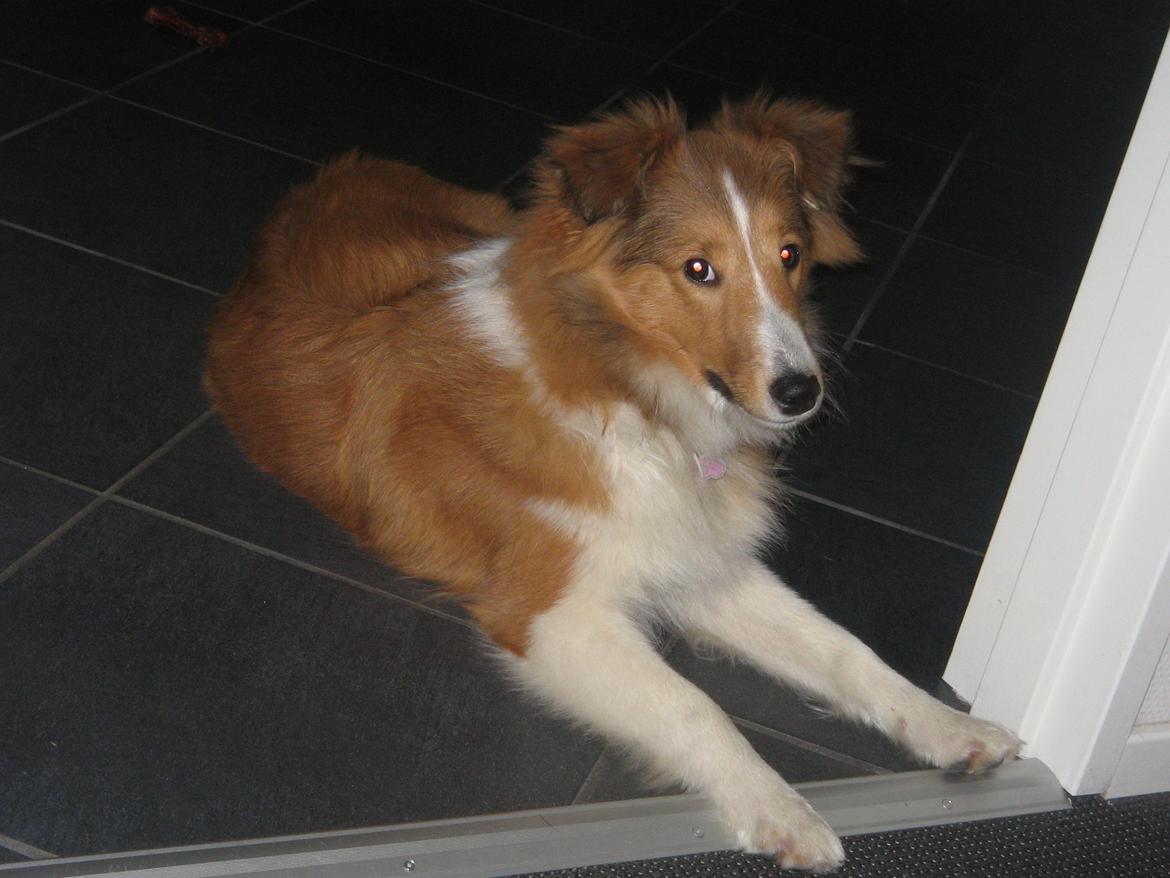 Shetland sheepdog Cindy - Dygtig til at blive i køkkenet og kun kigge ind i stuen. billede 5