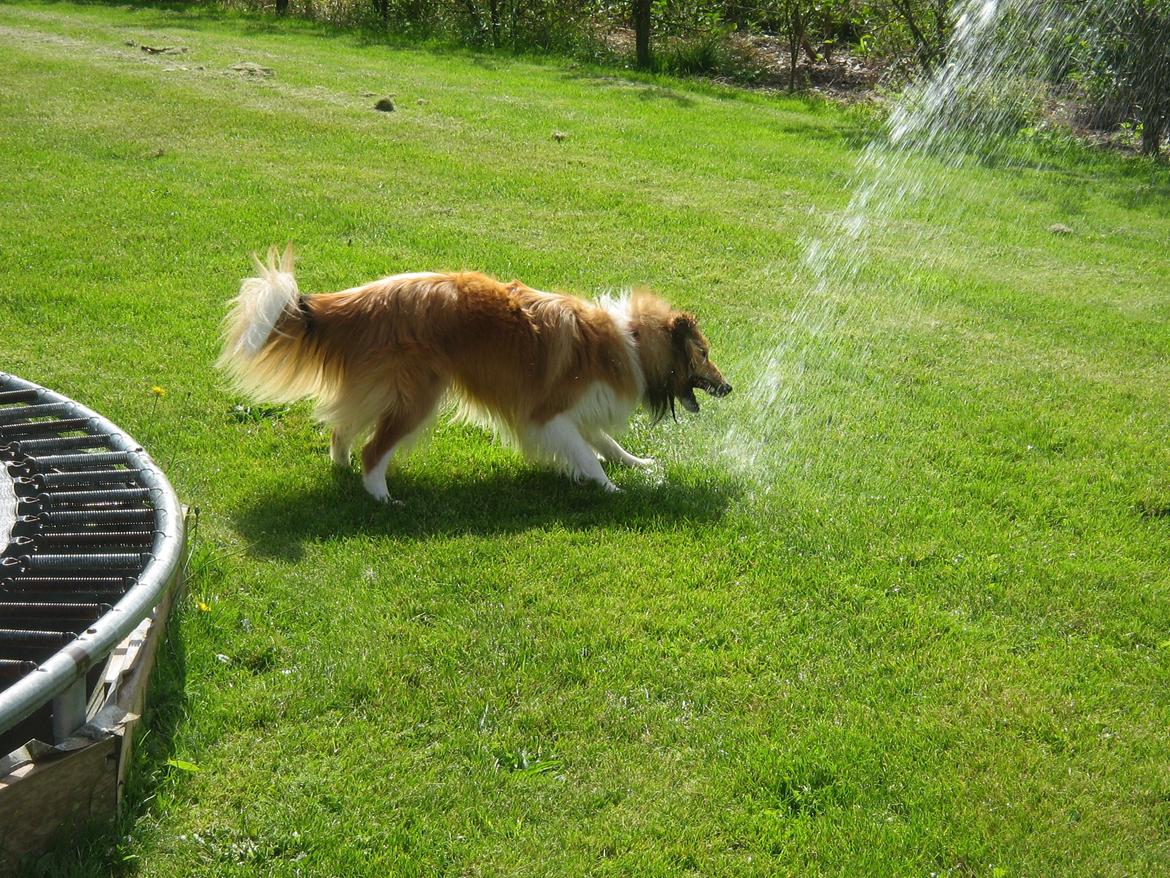 Shetland sheepdog Cindy - Jubi jeg spiser vandstrålen.... billede 6