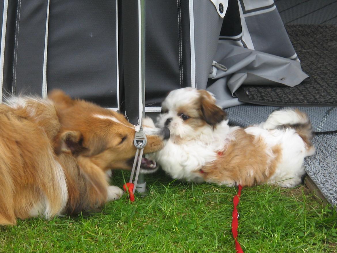 Shetland sheepdog Cindy - Cindy og Tulle i leg på campingpladsen billede 7