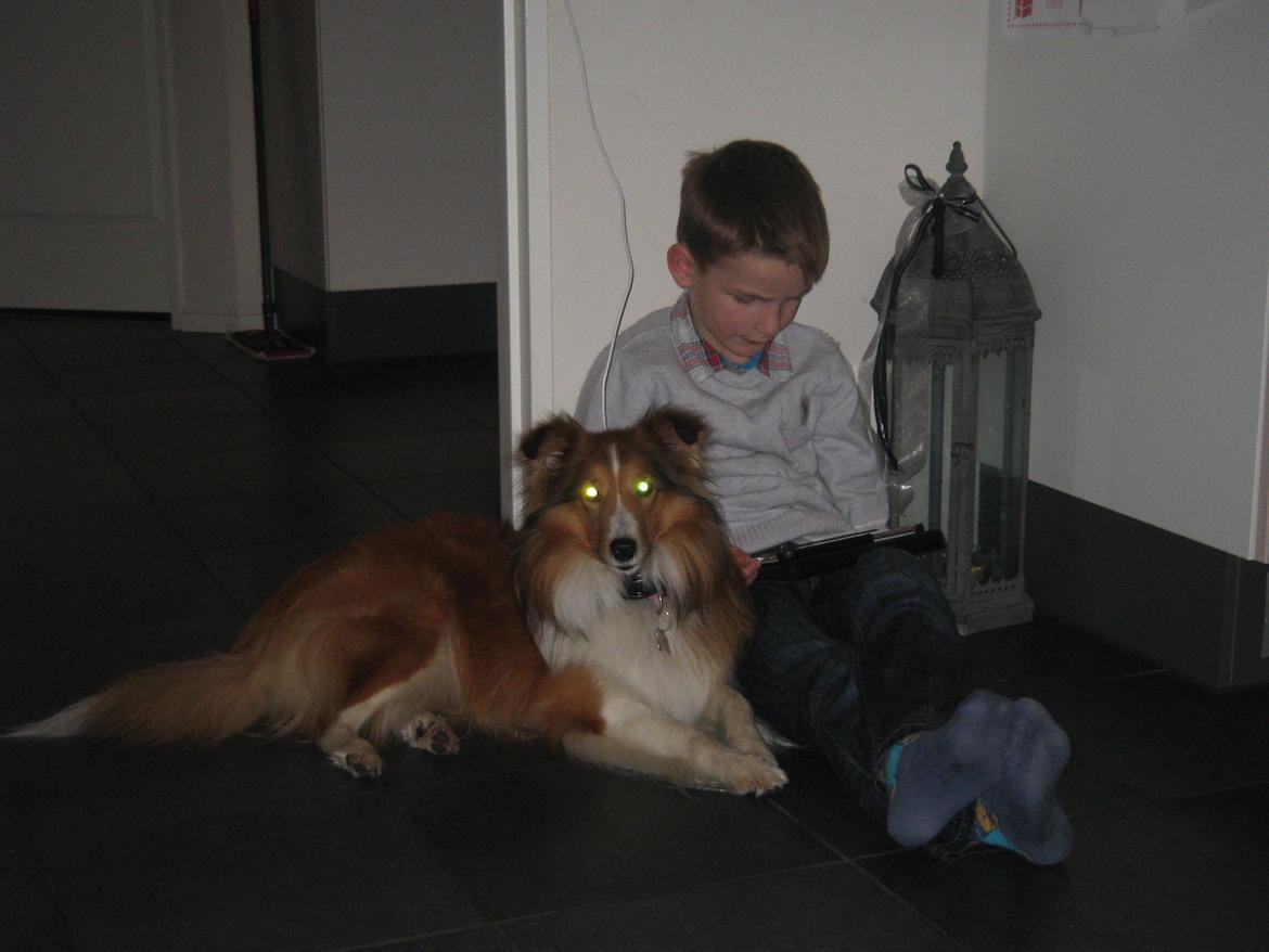 Shetland sheepdog Cindy - Cindy og Victor hygger med at spille tablet billede 8