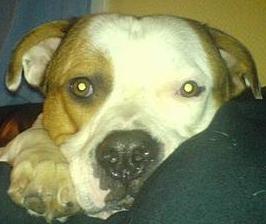 Blanding af racer (Bull/Rott) Morgan R.I.P - så hygger jeg med mor på sofaen skønt ;p billede 19