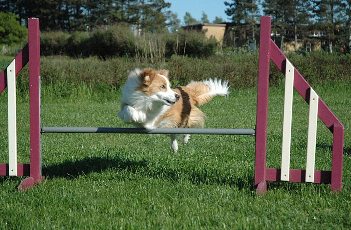 Border collie NOYTCB Split Second (Muffin) billede 6