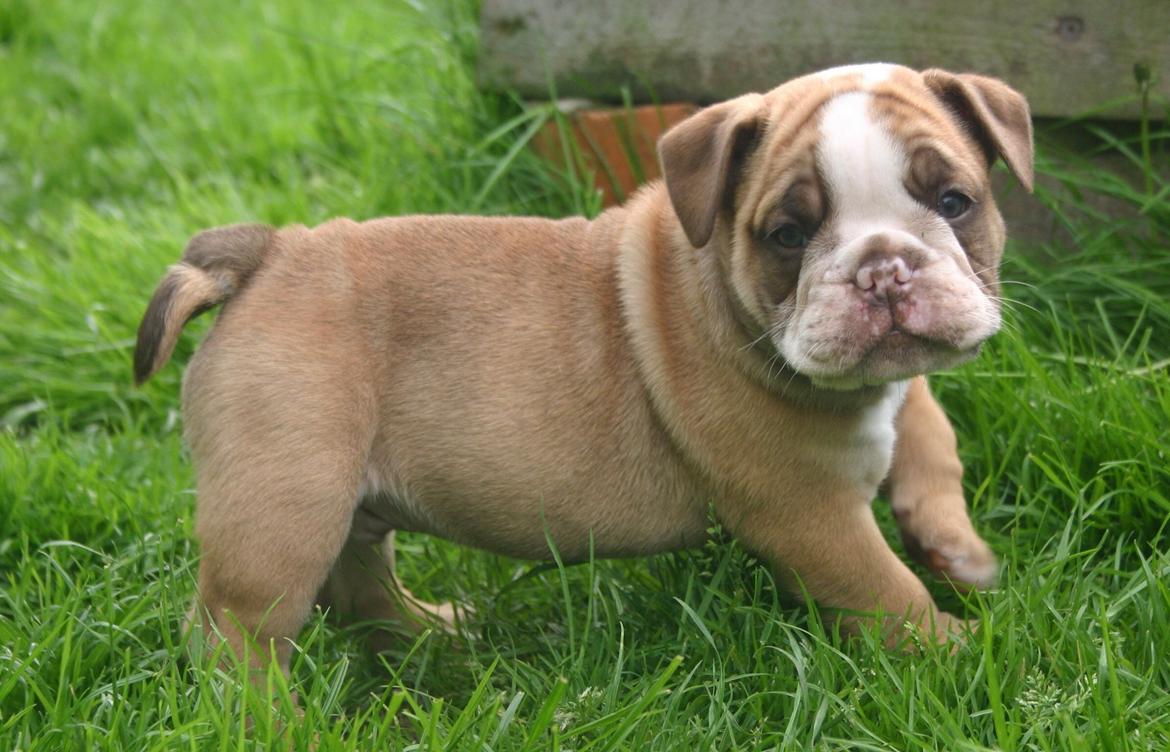 Olde english bulldogge Shelby. billede 2